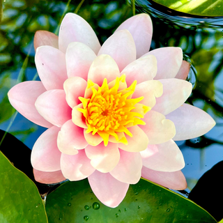 Lotusblüte schwimmt auf Wasser, umgeben von grünen Blättern – Symbol für Reinheit, Natur und Balance